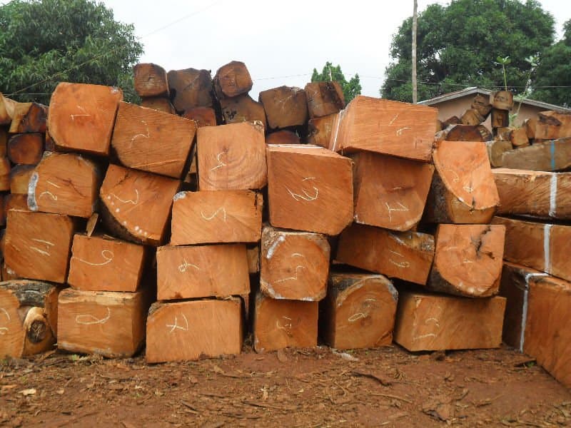 Ưu điểm của gỗ gõ đỏ Nam Phi