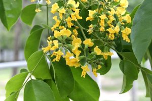 Cây gỗ hương đá có nguồn gốc từ đâu