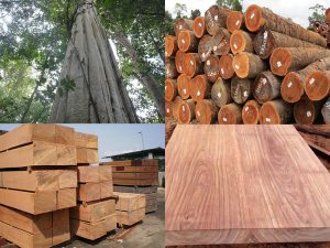 Gỗ gõ đỏ Pachy có tốt không, sự khác biệt với các loại gỗ gõ đỏ khác