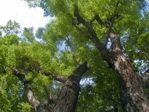 Thông tin cây gỗ hương đá, đặc điểm nổi bật của gỗ hương