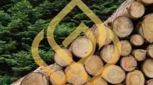 Các loại gỗ tự nhiên dùng trong nội thất​